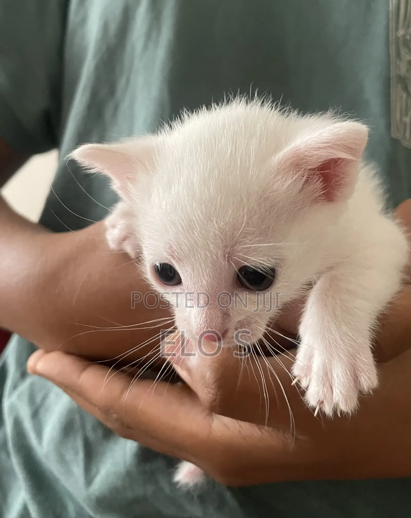 0-1 month Male Purebred Abyssinian