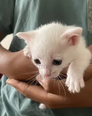 0-1 month Male Purebred Abyssinian