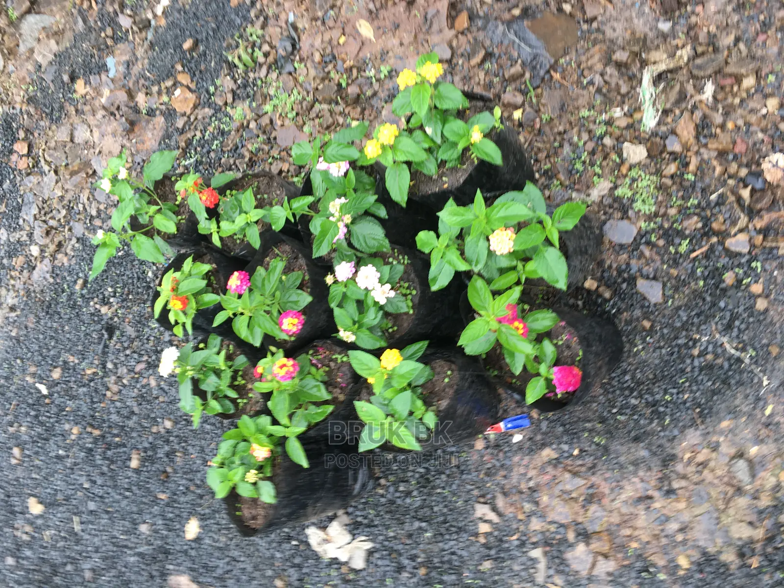 Lantana Used for Home Decoration