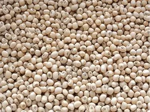 White Pea Bean Rounded