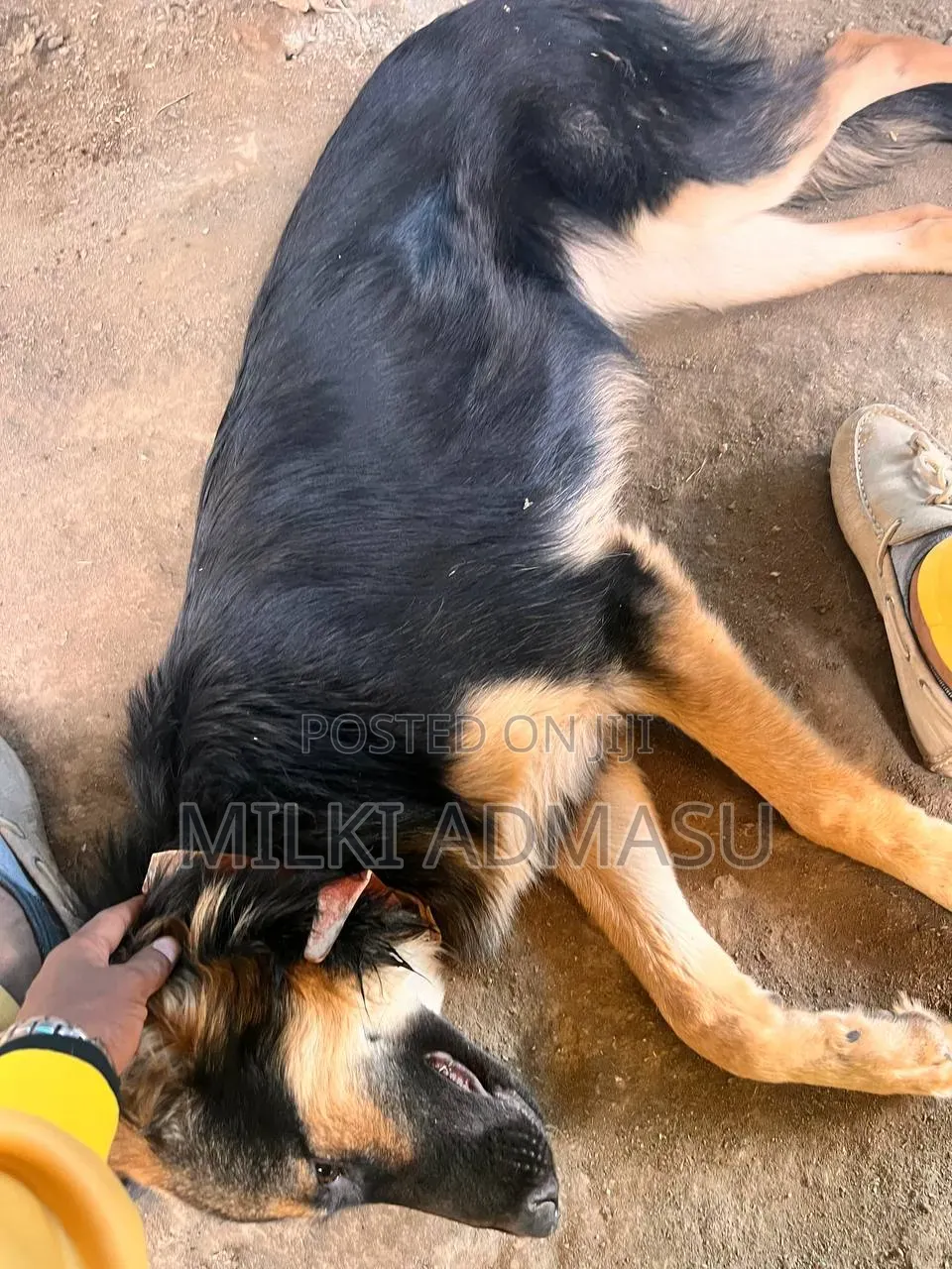 6-12 months Female Mixed Breed German Shepherd