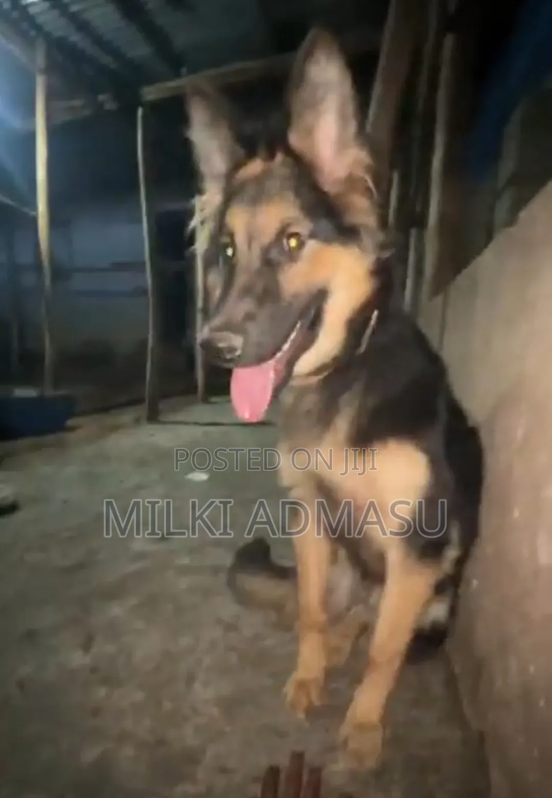 6-12 months Female Mixed Breed German Shepherd