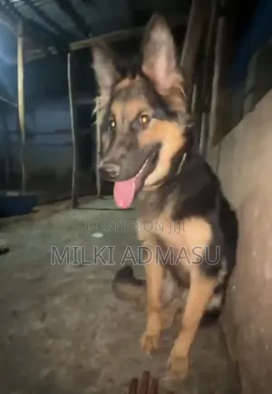 6-12 months Female Mixed Breed German Shepherd