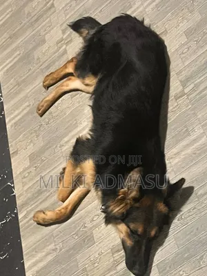 6-12 months Female Mixed Breed German Shepherd