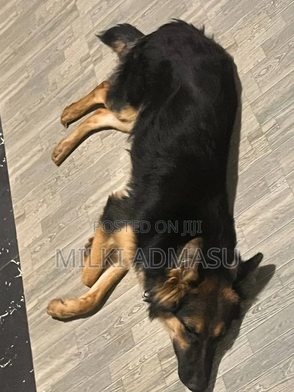 6-12 months Female Mixed Breed German Shepherd