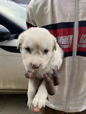 1-3 months Male Mixed Breed Maltese