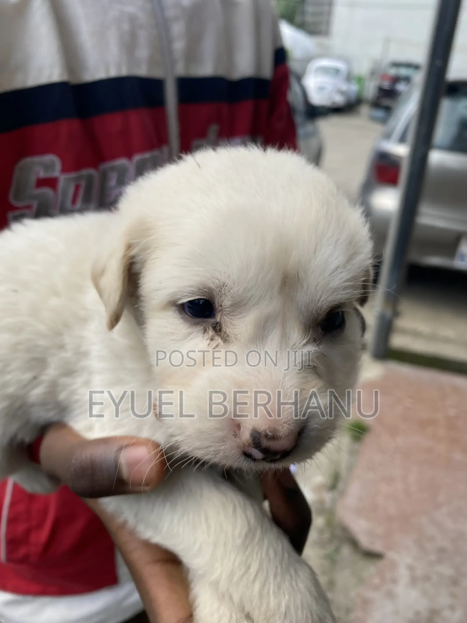 1-3 months Male Mixed Breed Maltese