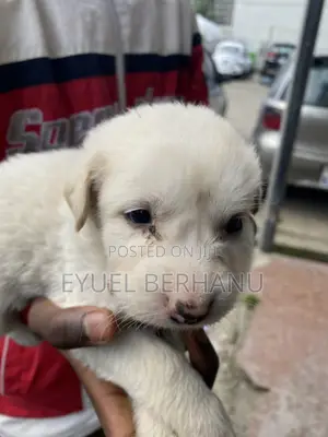1-3 months Male Mixed Breed Maltese