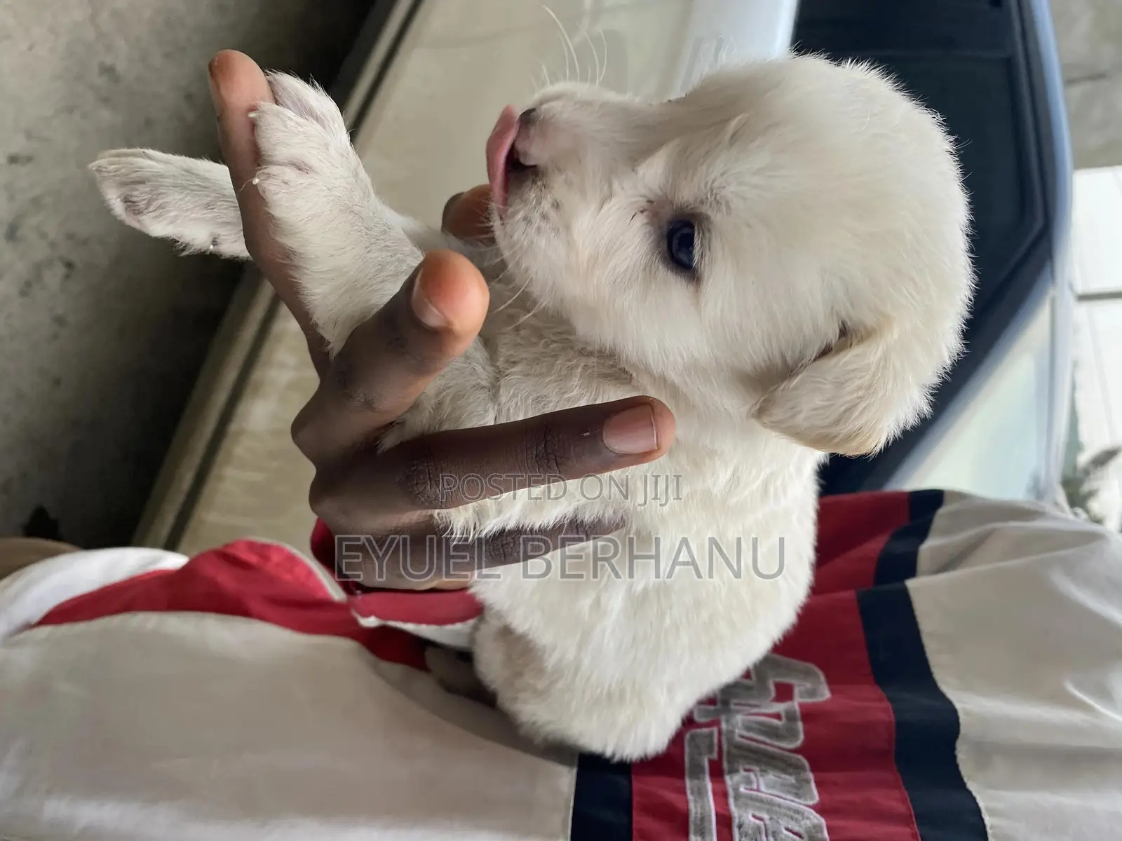 1-3 months Male Mixed Breed Maltese