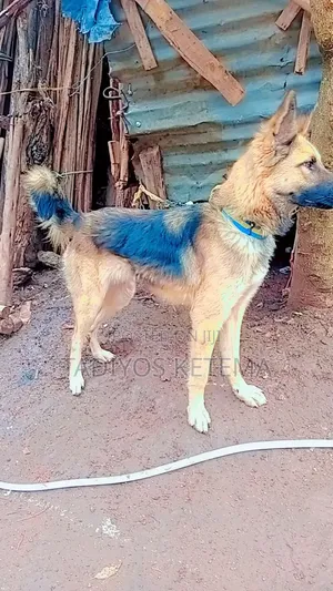 6-12 months Female Mixed Breed German Shepherd