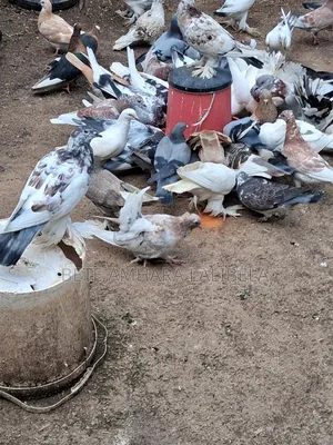 በጣም አሪፍ እርግቦች