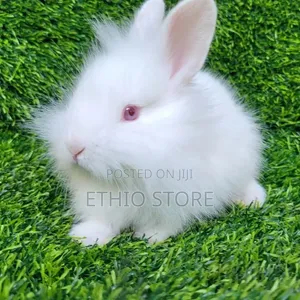 BRabbit Bruk