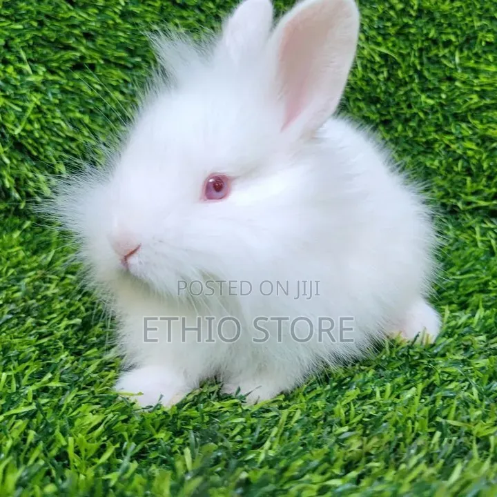 BRabbit Bruk