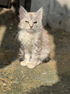 1-3 months Male Purebred Maine Coon