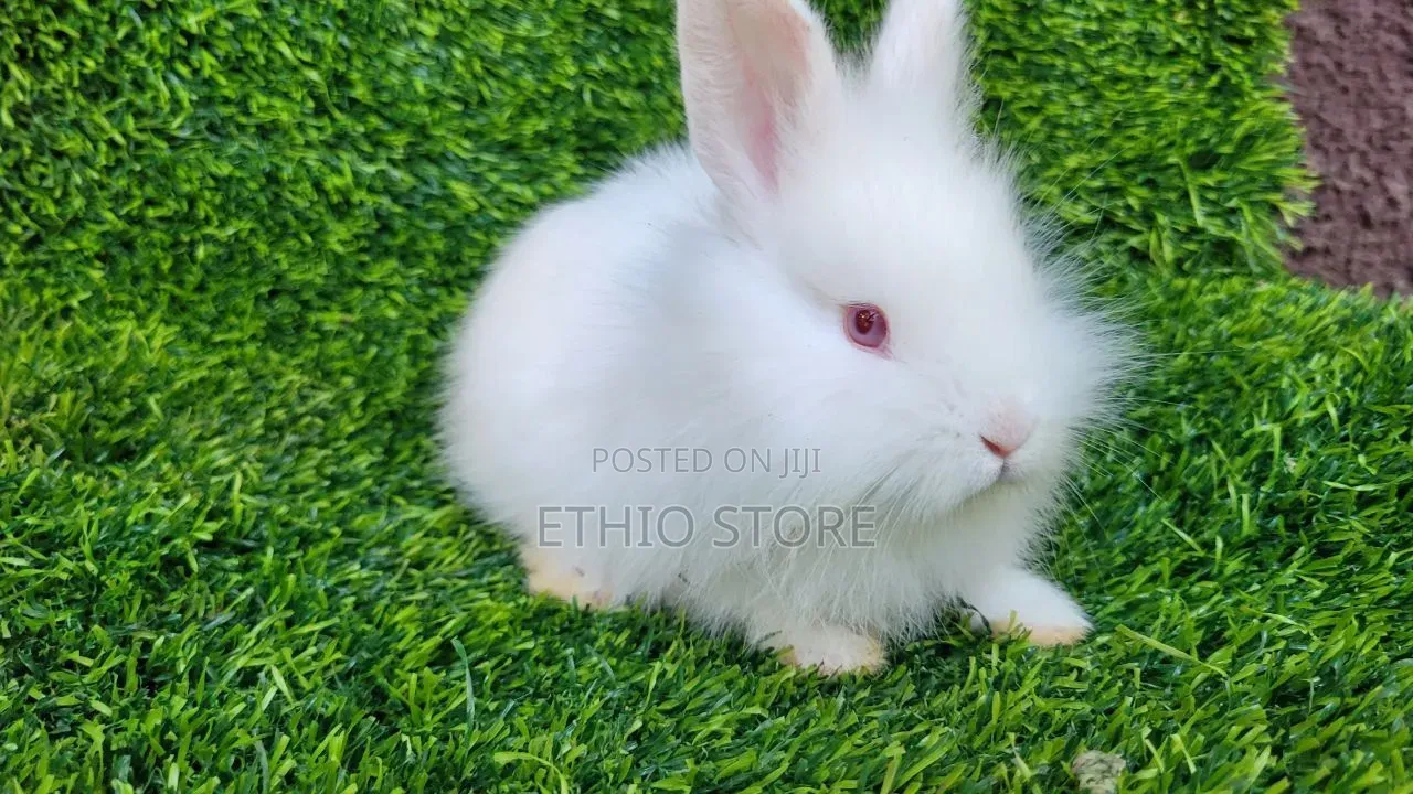 Gift Rabbit