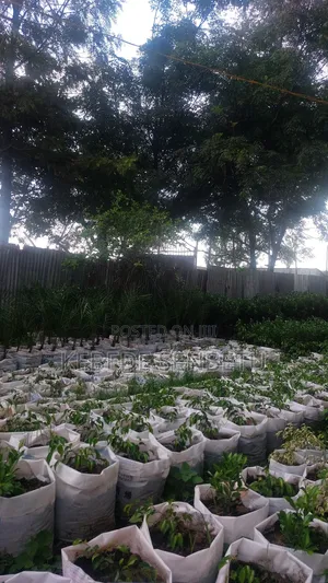 1bdrm House in Oromia, East Shewa for sale