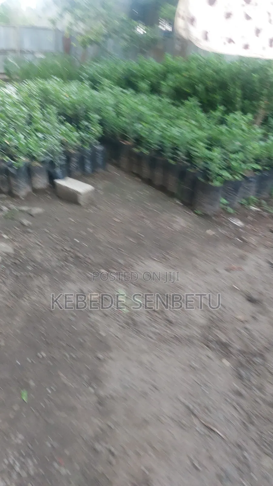 1bdrm House in Oromia, East Shewa for sale