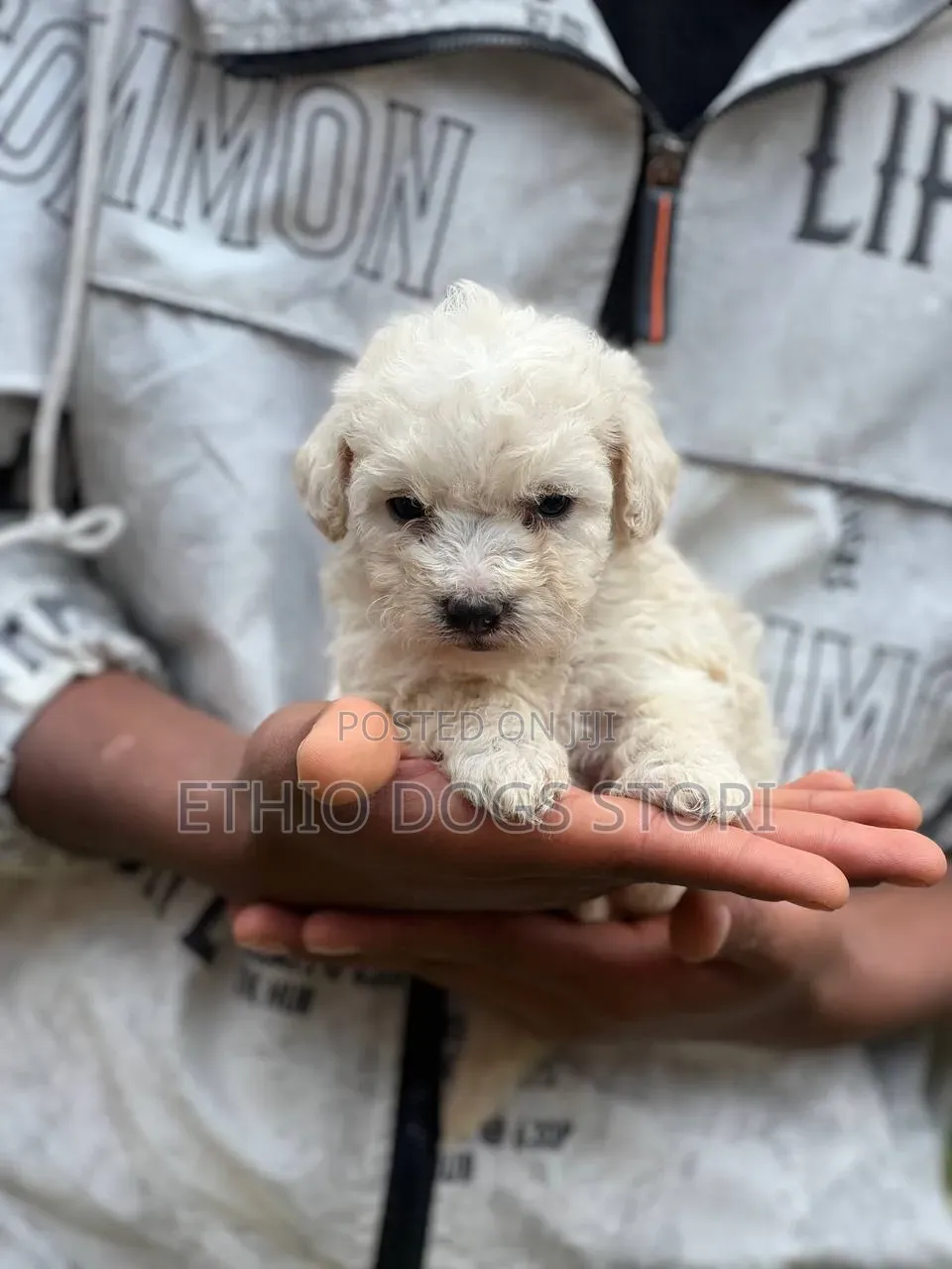 1-3 months Male Purebred Maltese