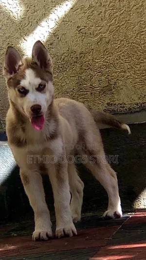1-3 months Male Purebred Siberian Husky