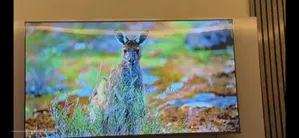 Hiscence Smart TV