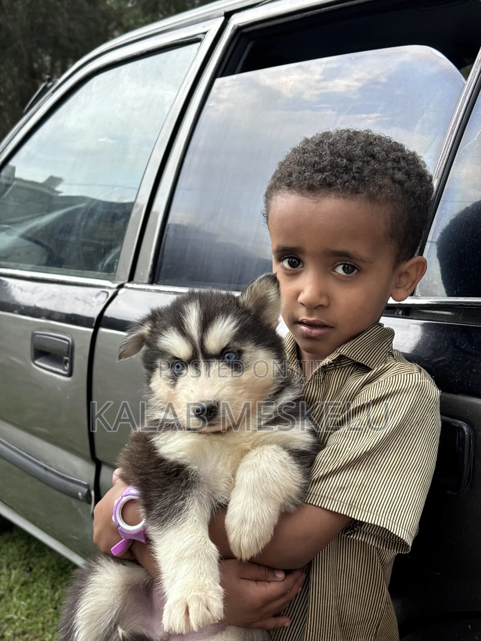 1-3 months Male Purebred Siberian Husky
