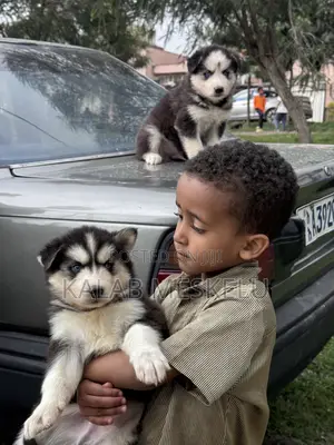 1-3 months Male Purebred Siberian Husky