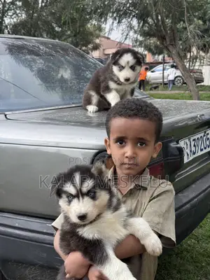 1-3 months Male Purebred Siberian Husky
