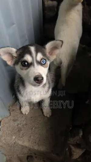 1-3 months Female Purebred Siberian Husky