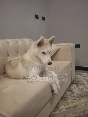3-6 months Male Purebred Siberian Husky