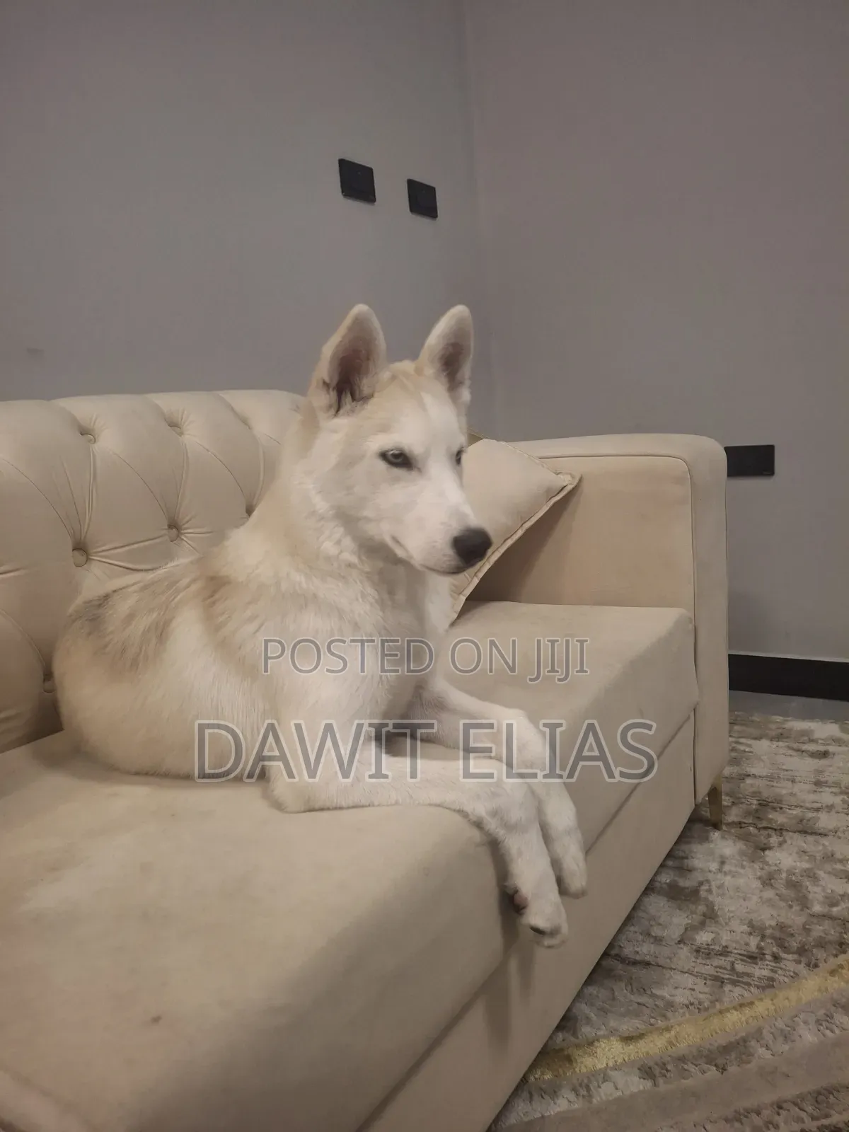 3-6 months Male Purebred Siberian Husky