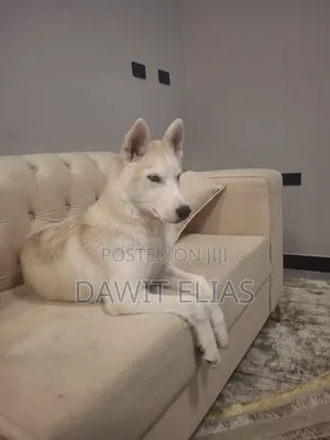 3-6 months Male Purebred Siberian Husky