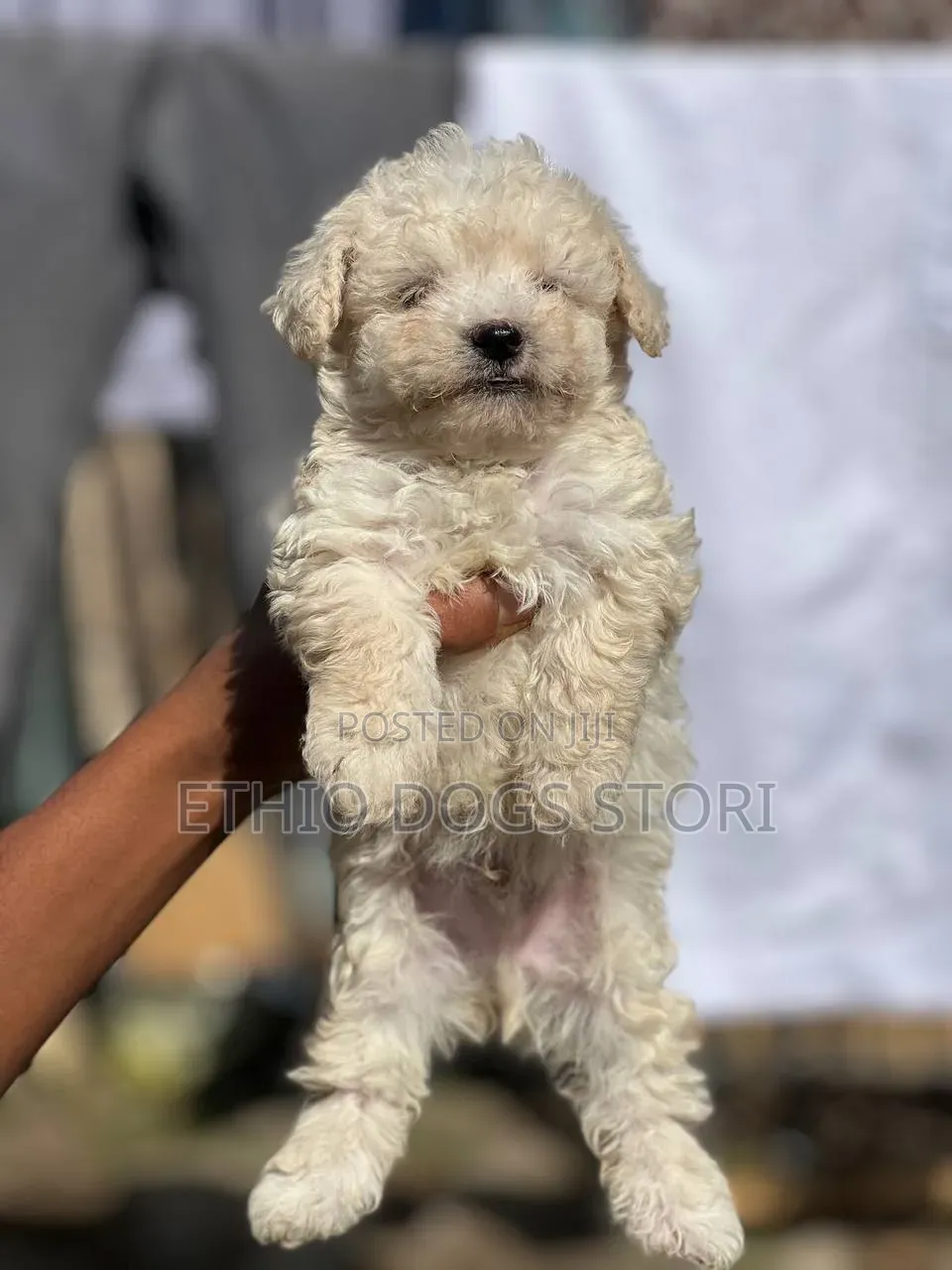 1-3 months Male Purebred Maltese