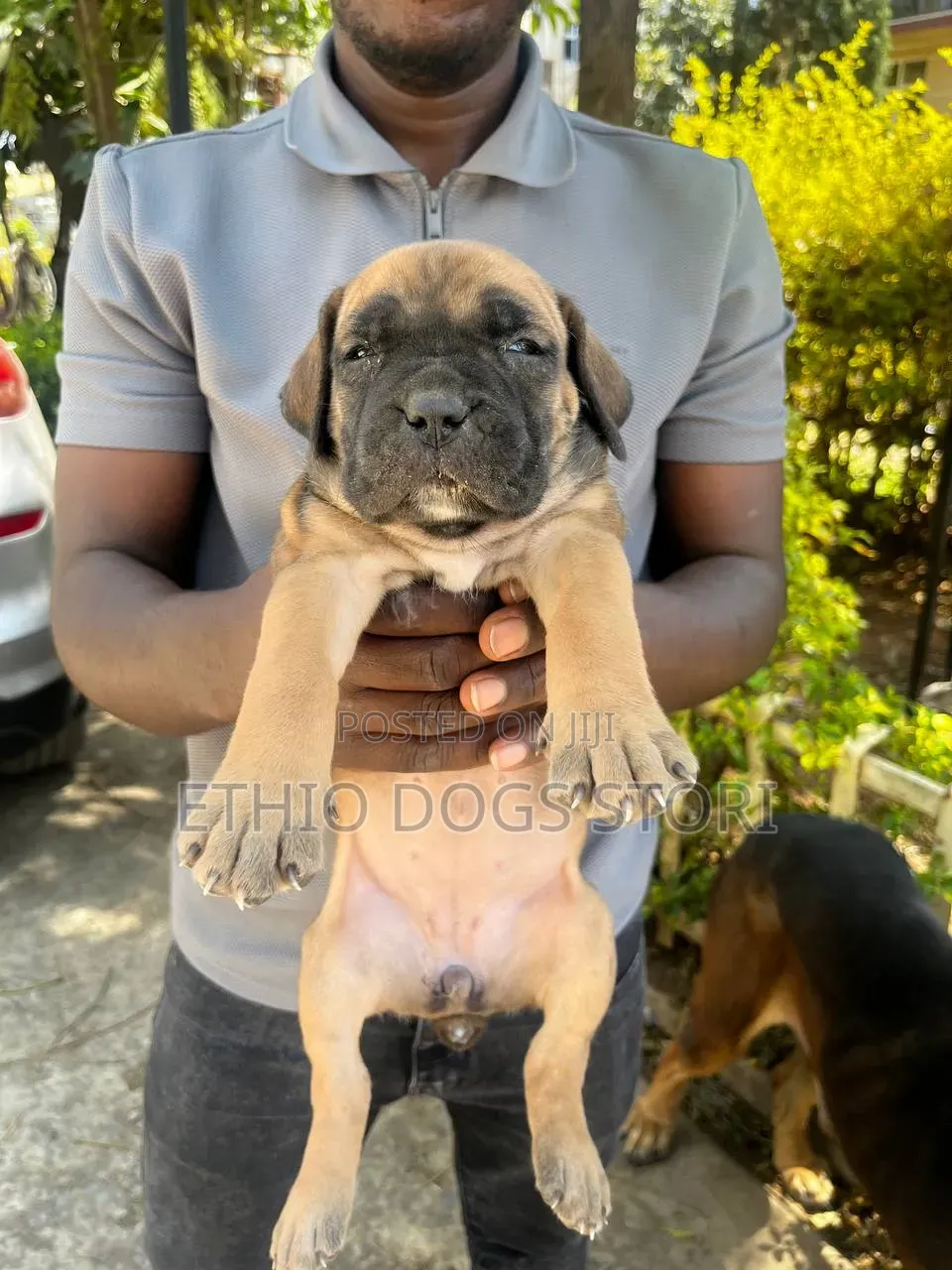 1-3 months Male Purebred Boerboel