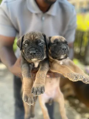 1-3 months Male Purebred Boerboel