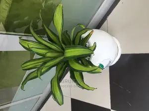 Special Dracenia
