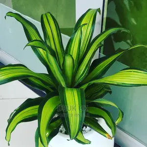 Special Dracenia
