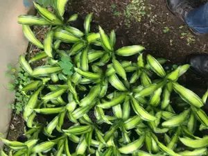Special Dracenia