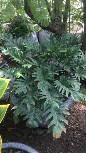Very Nice and Quality Plant Used for Lobby Decoration