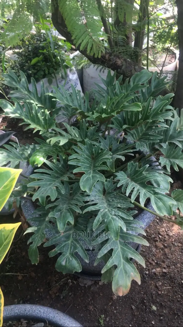 Very Nice and Quality Plant Used for Lobby Decoration