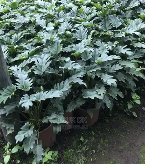 Very Nice and Quality Plant Used for Lobby Decoration