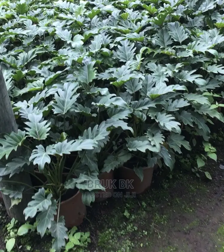 Very Nice and Quality Plant Used for Lobby Decoration