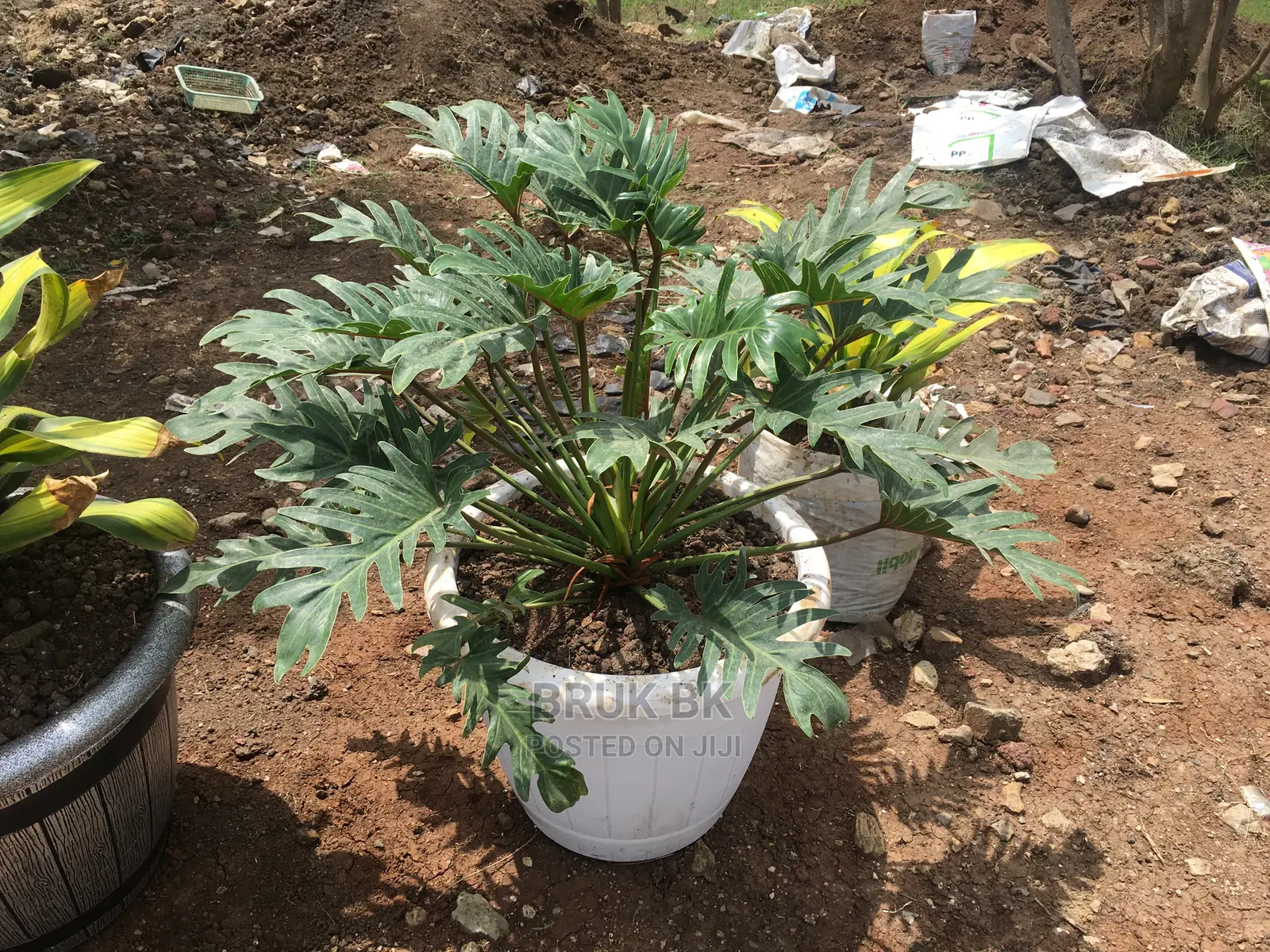 Very Nice and Quality Plant Used for Lobby Decoration