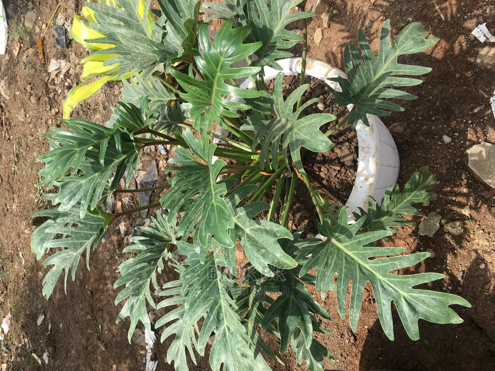 Very Nice and Quality Plant Used for Lobby Decoration