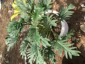 Very Nice and Quality Plant Used for Lobby Decoration