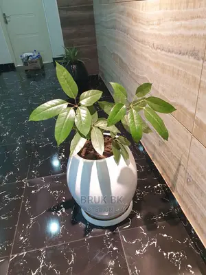 Ficus Variety Shiny Leafs