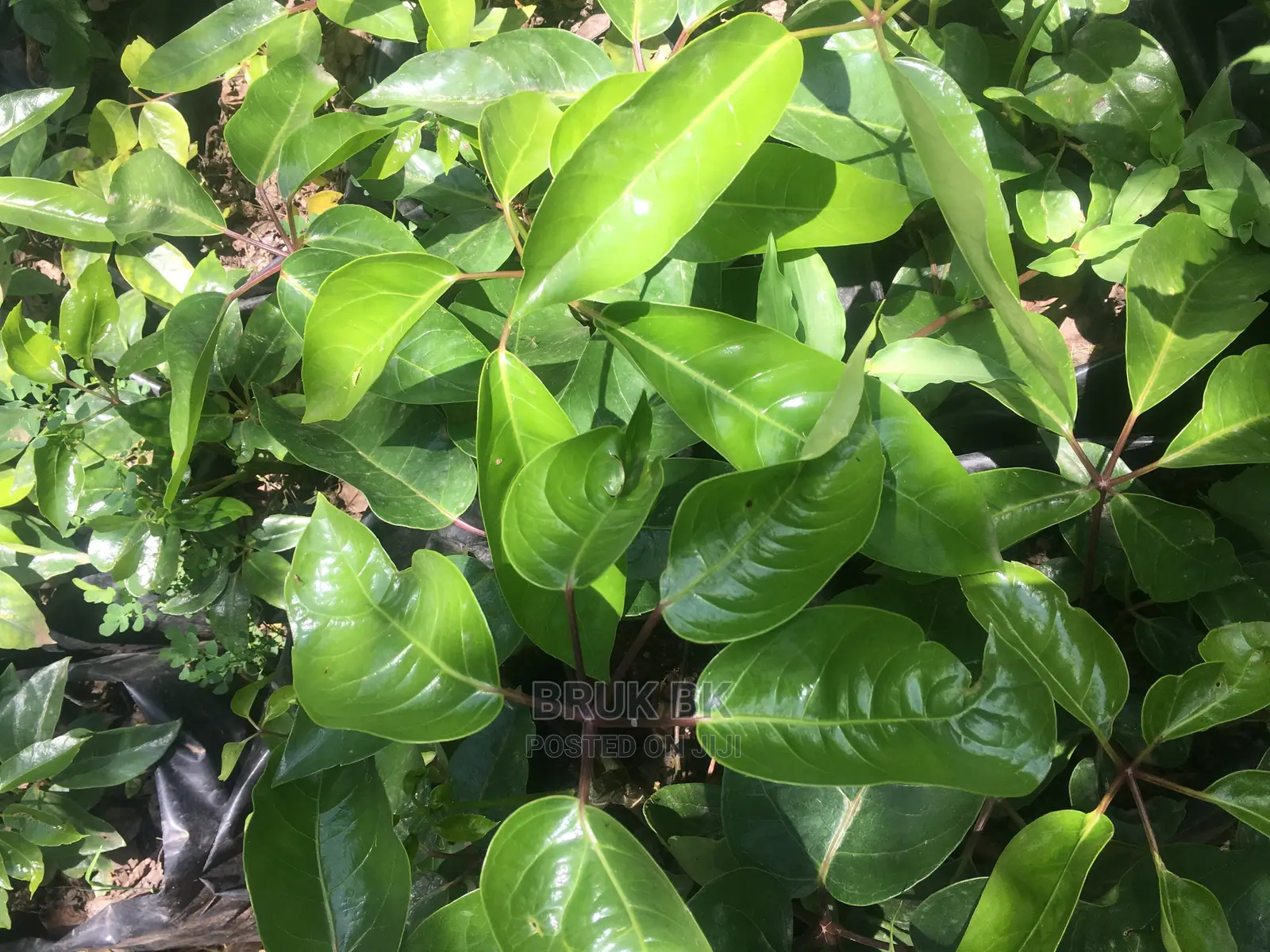 Ficus Variety Shiny Leafs