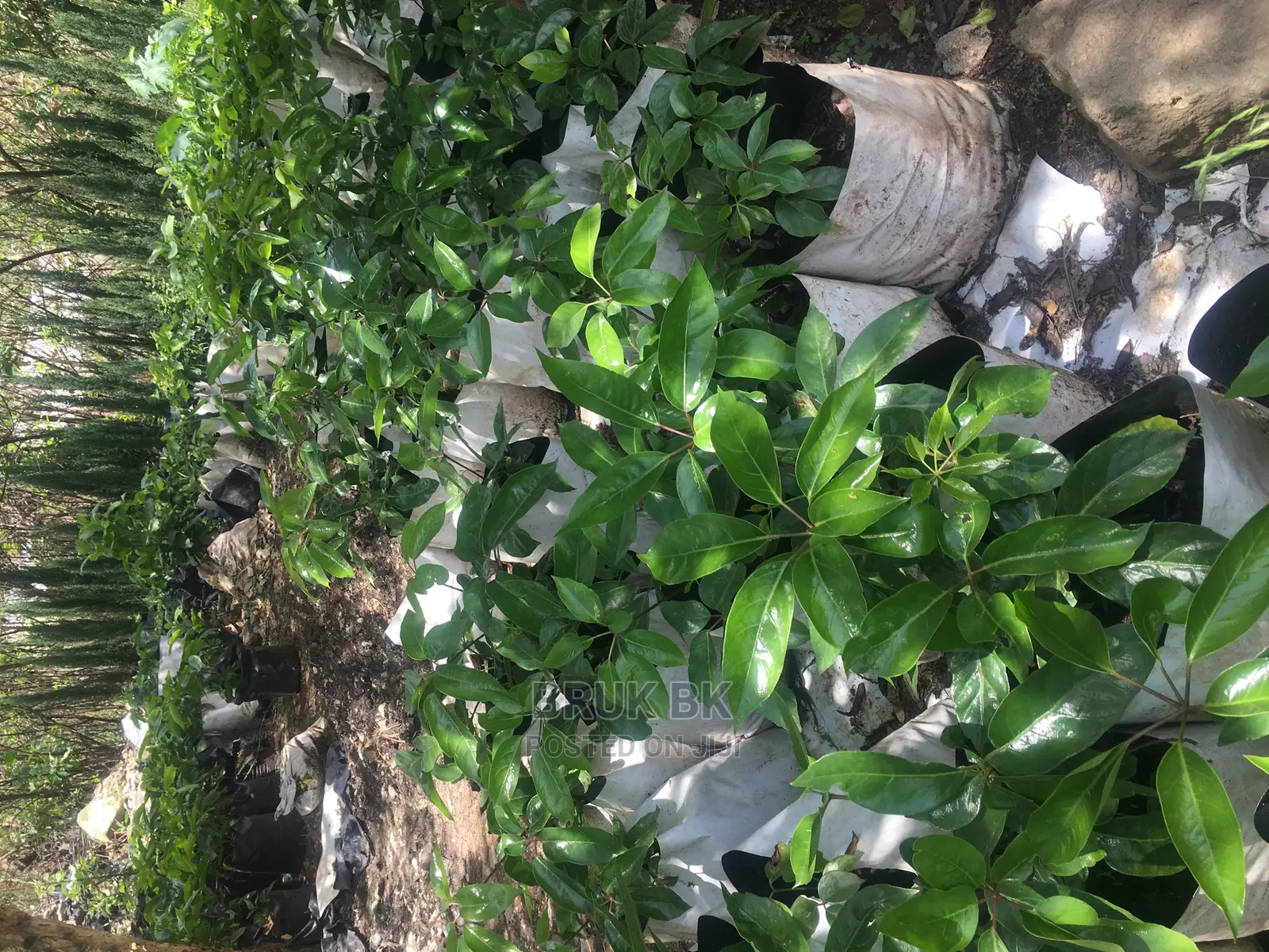 Ficus Variety Shiny Leafs