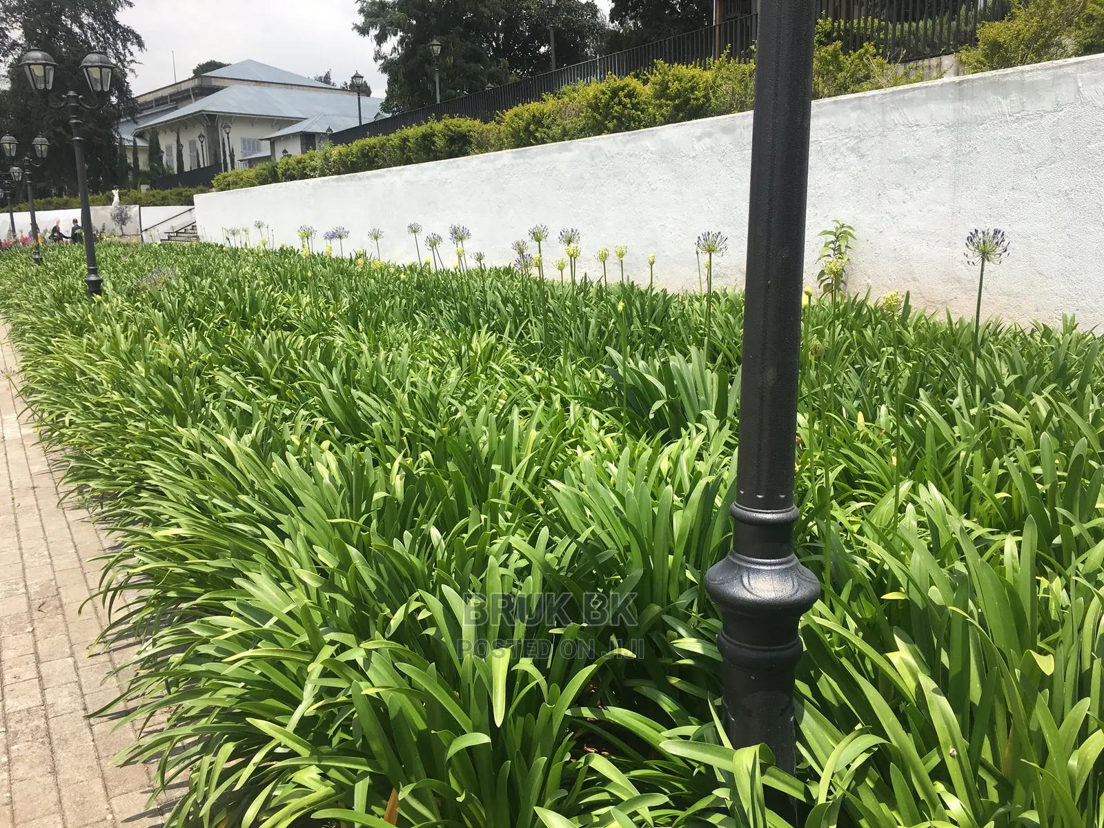 Flowering Plants Agphantus