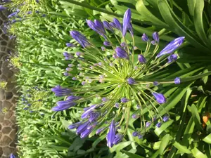 Flowering Plants Agphantus