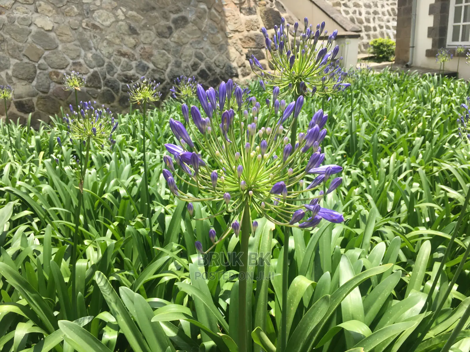 Flowering Plants Agphantus